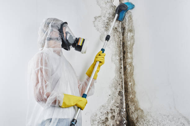 Best Professional Mold Removal  in Ridgefield, NJ