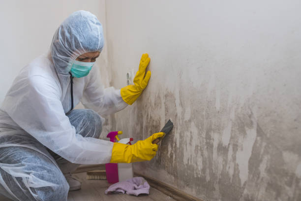  Ridgefield, NJ Mold Removal Pros