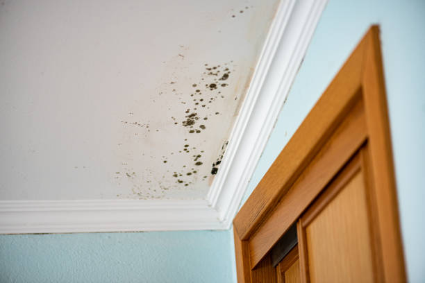 Best Mold Cleaning Services  in Ridgefield, NJ