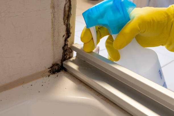 Certified Mold Removal in Ridgefield, NJ
