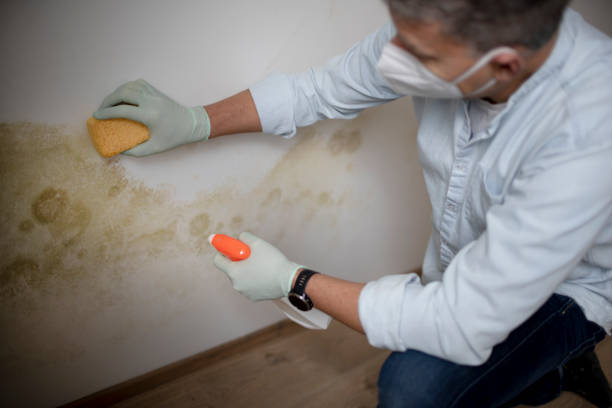 Mold Removal Process in Ridgefield, NJ