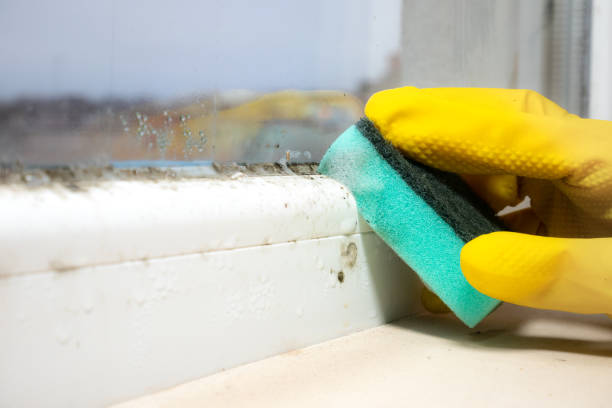 Mold Testing and Removal in Ridgefield, NJ