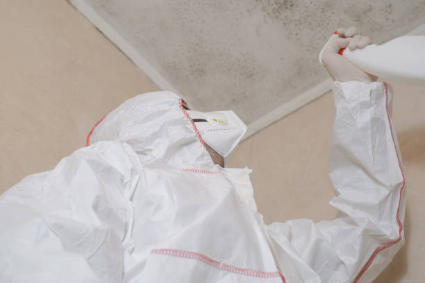 Best Mold Damage Repair  in Ridgefield, NJ